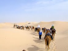 Camel Caravan